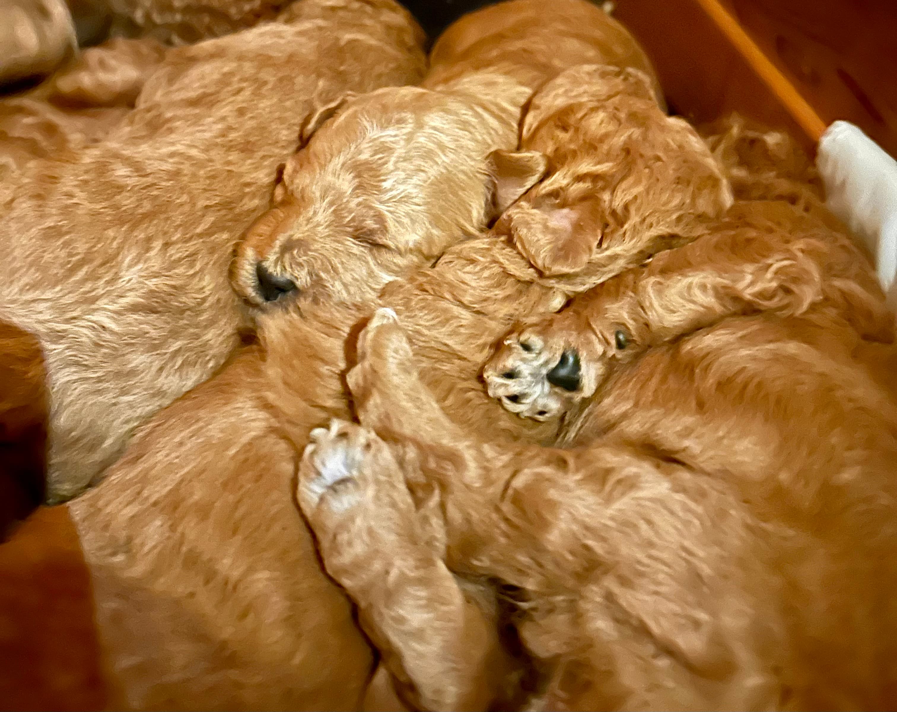 Goldendoodle puppies laying together