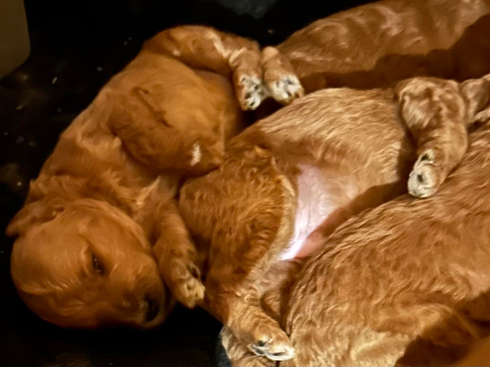 Goldendoodle puppy